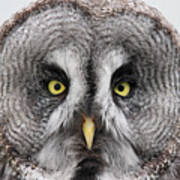 The Piercing Look Of The Great Grey Owl Art Print