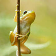 The Pole Dancer - Climbing Tree Frog Art Print