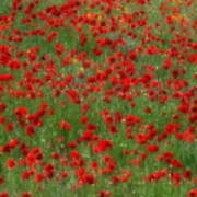 The Poppy Field Art Print