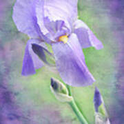 The Purple Iris Art Print