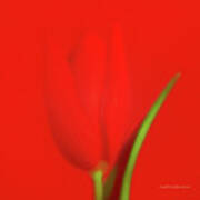 The Red Tulip Art Photograph Art Print