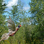 The Ring-necked Pheasant In Take-off Flight Art Print