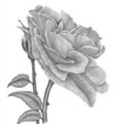 The Timeless Beauty Of Roses Art Print