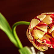 The Tulip's Bow Art Print