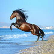 The Wave. Andalusian Horse Art Print
