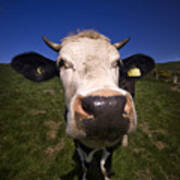 The Wideangled Cow Art Print