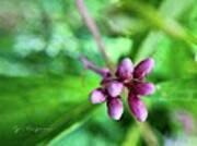 These Spotted Joe-pye Weed Buds Art Print