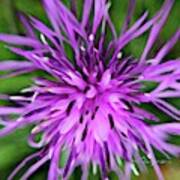 This Closeup Of A Spotted Knapweed Art Print
