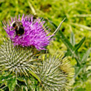 Thistle And Bumblebee. Art Print