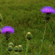 Thistle Lights And Preying Mantis Art Print