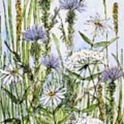 Thistles Daisies And Wildflowers Art Print