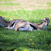 Thompson Gazelles Art Print