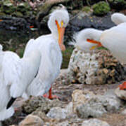 Three Amigos White Pelicans Art Print