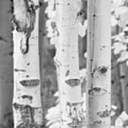 Three Aspens In Black And White Art Print