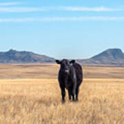 Three Buttes Steer Art Print