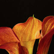 Three Callas Art Print