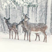Three Deer Come Calling Art Print