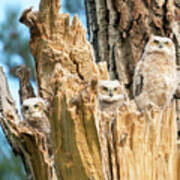Three Great Horned Owl Babies Art Print