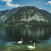 Three Lake Hallstatt Swans Art Print