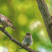 Three Little Sparrows Art Print