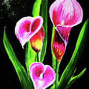 Three Pink Calla Lilies. Art Print