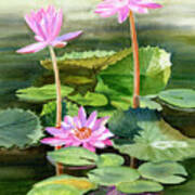 Three Pink Water Lilies With Pads Art Print