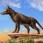 Thylacine Art Print