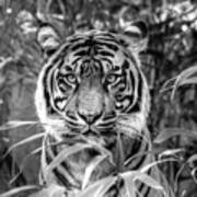 Tiger B/w Art Print