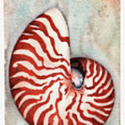 Tiger Nautilus Art Print