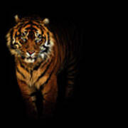 Tiger On A Black Background Art Print
