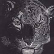 Tiger Scratch Board Art Print