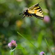 Tiger Swallowtail Butterfly In Flight Art Print