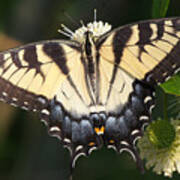 Tiger Swallowtail Butterfly On Button Bush Art Print