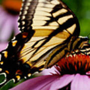 Tiger Swallowtail Butterfly On Coneflower Art Print