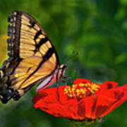 Tiger Swallowtail Art Print