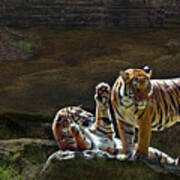 Tigers In The Night Art Print
