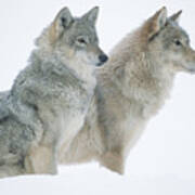 Timber Wolf Portrait Of Pair Sitting Art Print