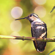 Tiny Bird Upon A Branch Art Print