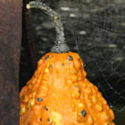 Tiny Gourd With Web Art Print