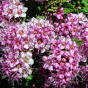 Tiny Pink Spirea Clusters Art Print