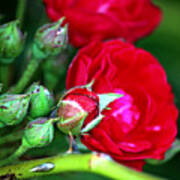 Tiny Red Rosebuds Art Print