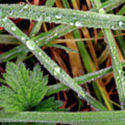 Tiny Water Droplets On Grass Art Print