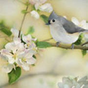Titmouse In Blossoms 2 Art Print