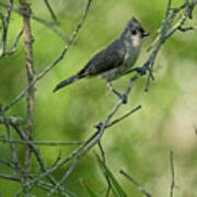 Titmouse In The Brush Art Print