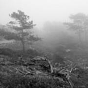 Torrey Pines In Fog Art Print