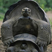 Tortoise Love - Galapagos Art Print