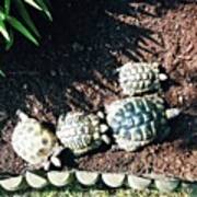 #torts #tortoise #sunbathing #shell Art Print