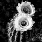 Tourch Cactus Bloom Art Print