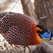 Tragopan Color Art Print