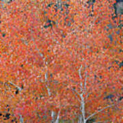 Translucent Aspen Orange Art Print